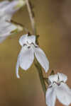 White lobelia